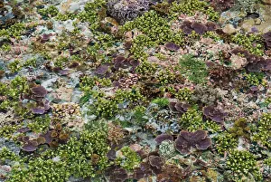 Festival: Low tide, Misool Island, Raja Ampat Islands