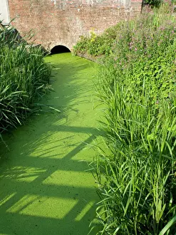 Lentils: Low water in reservoir feeder stream