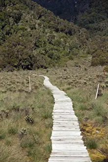 Albertine: The lower Bigo Bog with giant lobelia and