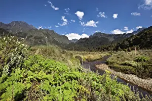 Albertine: The lower Bigo Bog with giant lobelia and