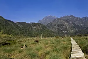 Albertine: Lower Bigo Bog in the Rwenzori Mountains