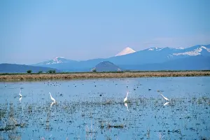 Marshlands: Lower Klamath NWR