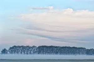 Insel: Lower Rhine meadow landscape with trees and ground