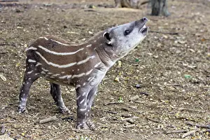 Tapir: Lowland / Brazilian / Amazonian / South American Tapir