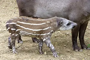Tapir: Lowland / Brazilian / Amazonian / South American Tapir