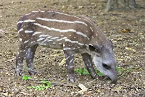 Tapir: Lowland / Brazilian / Amazonian / South American Tapir