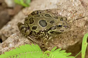 Smilisca: Lowland Burrowing Tree Frog