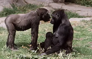 Apes: Lowland GORILLA - 2 adults with baby, facing