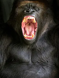 Yawns: Lowland Gorilla