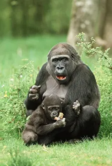 Apes: LOWLAND GORILLA - adult and baby