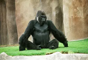 Anthropomorphic: Lowland Gorilla - adult male