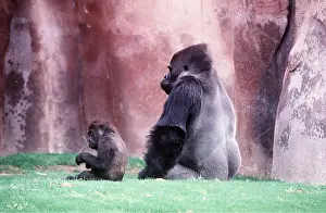 Size: LOWLAND GORILLA - Adult male with three year old