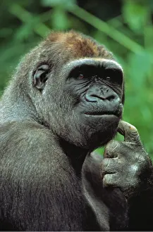 Thoughtful: Lowland Gorilla - close-up of face