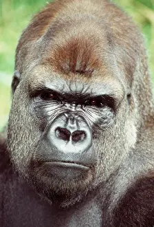 Grumpy: LOWLAND GORILLA - close-up of head