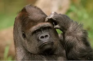 Scratching: LOWLAND GORILLA - close-up scratching head