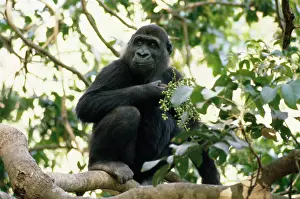 Dawn Starin: Lowland Gorilla - feeding