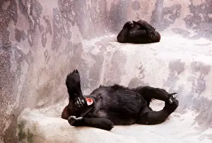 Apes: LOWLAND GORILLA - female and young