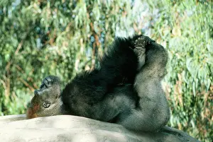 Anthropomorphic: Lowland Gorilla - Lying on back with hands & feet