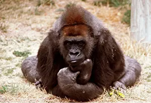 Pensive: LOWLAND GORILLA - in pensive pose