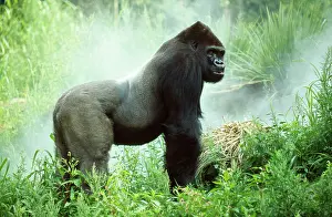Size: Lowland GORILLA - silverback male