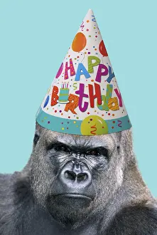 090819: Lowland Gorilla wearing Happy Birthday party hat