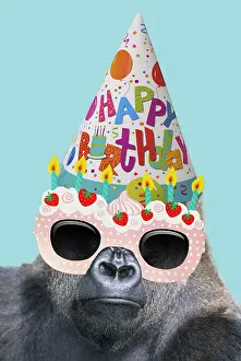 250919: Lowland Gorilla wearing Happy Birthday party hat