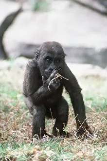 Apes: LOWLAND GORILLA - young, standing