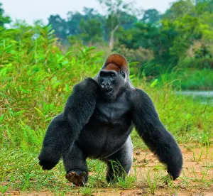 Raised: Lowland gorillas (Gorilla gorilla gorilla) in th