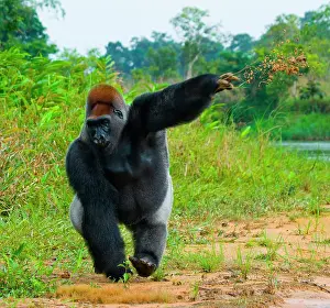 Raised: Lowland gorillas (Gorilla gorilla gorilla) in th