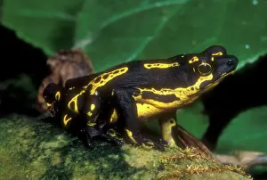 Atelopus: Lowland Harlequin Frog