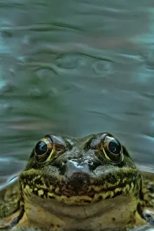 Yavapaiensis: Lowland Leopard Frog