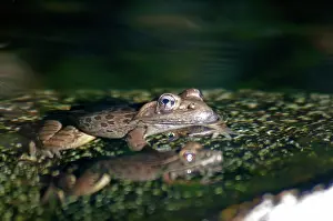 Yavapaiensis: Lowland Leopard Frog