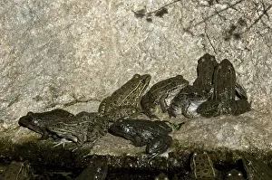 Yavapai: Lowland Leopard Frogs