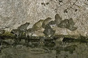 Yavapai: Lowland Leopard Frogs