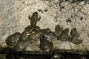Yavapai: Lowland Leopard Frogs