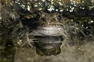 Yavapai: Lowland Leopard Frogs