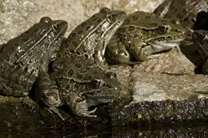 Yavapai: Lowland Leopard Frogs