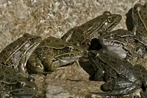 Yavapai: Lowland Leopard Frogs
