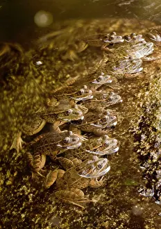 Yavapaiensis: Lowland Leopard Frogs - lined up in stream to catch prey
