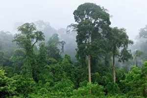 Habtiat: Lowland rainforest at dawn with fog