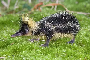 Streaked: Lowland Streaked Tenrec (Hemicentetes semispinosus)