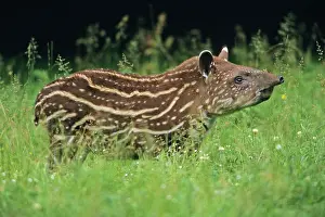 Tapir: Lowland Tapir - calf standing alert