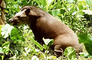 Tapir: Lowland TAPIR - feeding