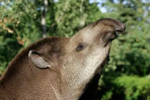 Tapirs: Lowland TAPIR - feeding, close-up of head