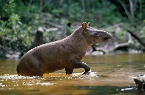 Leaving: Lowland TAPIR - leaving forest creek