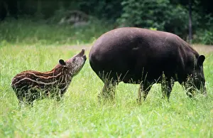 Tapir: Lowland TAPIR - mother with calf