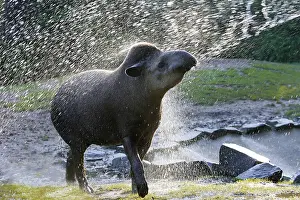 Tapirs: Lowland Tapir / South American Tapir - In water spray