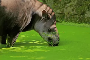 Tapir: Lowland tapir (Tapirus terrestris), adult, foraging