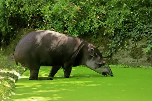 Tapir: Lowland tapir (Tapirus terrestris), adult, foraging