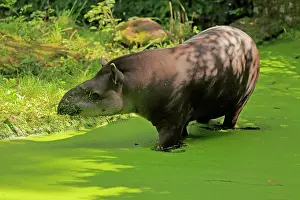 Tapir: Lowland tapir (Tapirus terrestris), adult, foraging